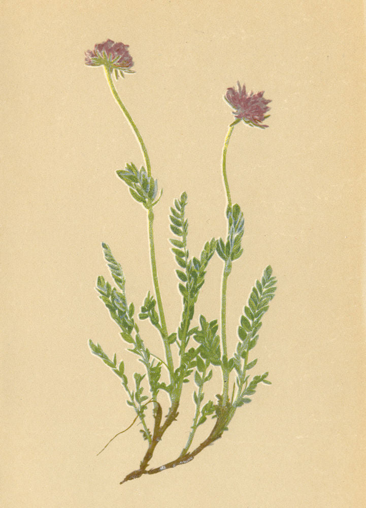 ALPENFLORA ALPINE FLOWERS. Anthyllis jacquini A. Kern-Jacquin's Wundklee 1897